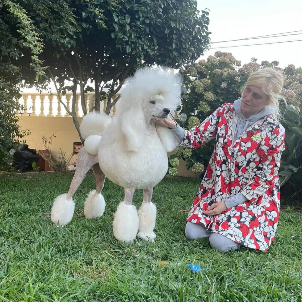 caniche-gigante