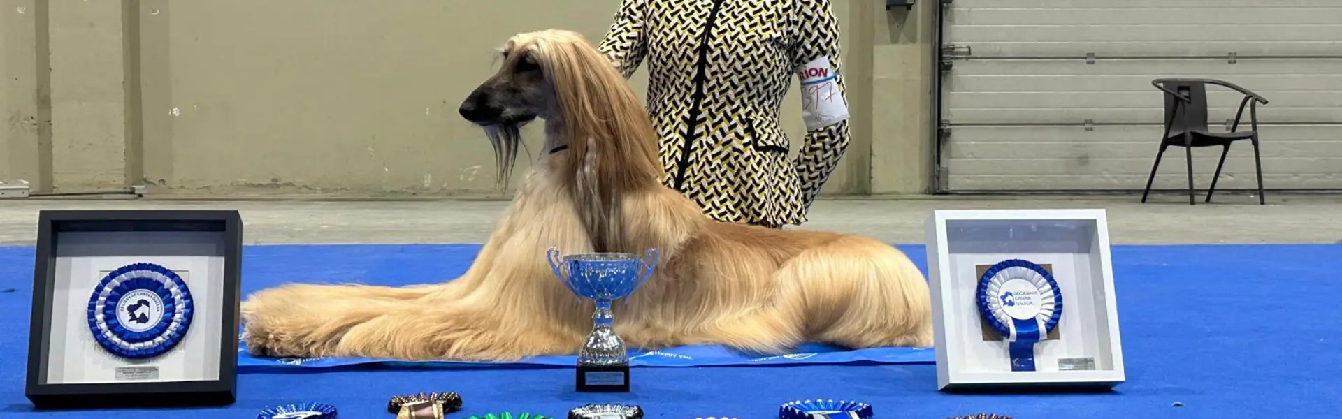 criadero-galgos-afganos