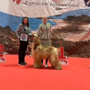 criadero-galgos-afganos-2