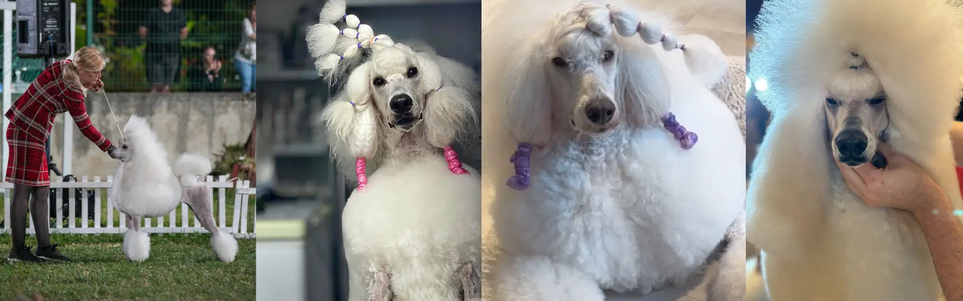 criadores-de-caniche