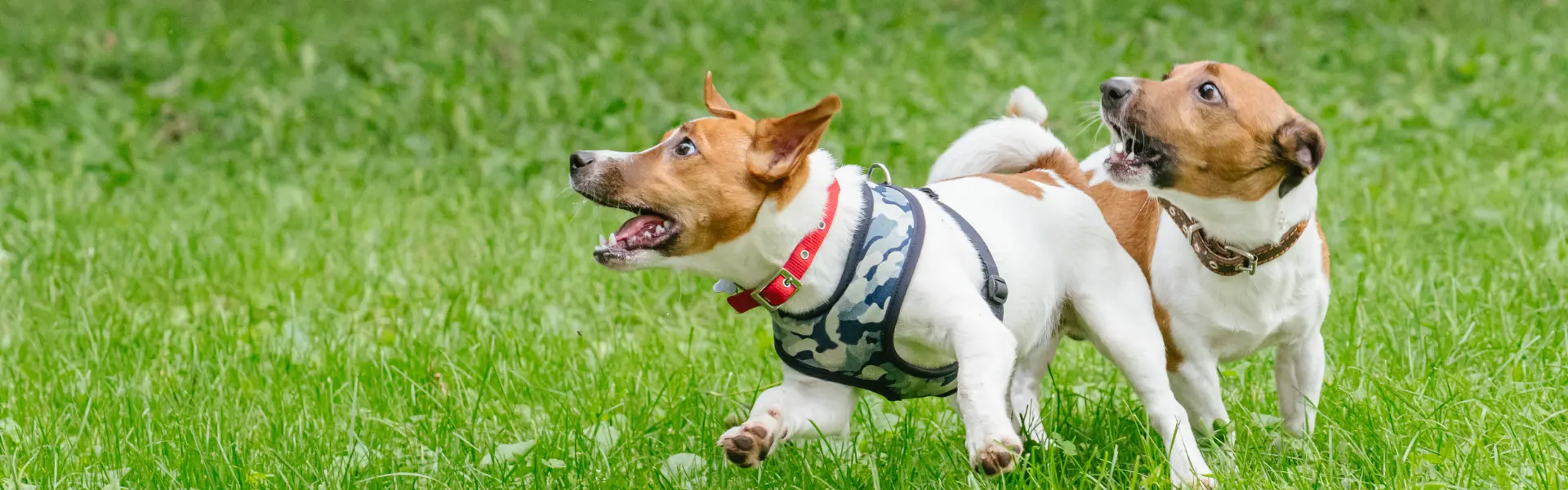 guarderia-canina-en-gijon